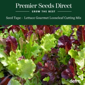 Lettuce Gourmet Looseleaf Cutting Mix Seed Tape 6M (3X2M) ~ Approx 600 Seeds