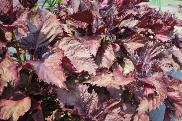 Perilla - Shiso Red - Image 2