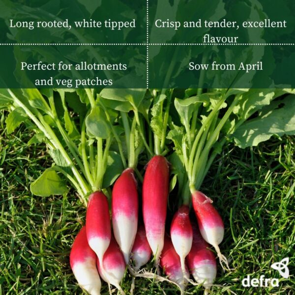 Radish - French Breakfast Seed Tape 6M (3X2M) ~ Approx 300 Seeds - Image 2