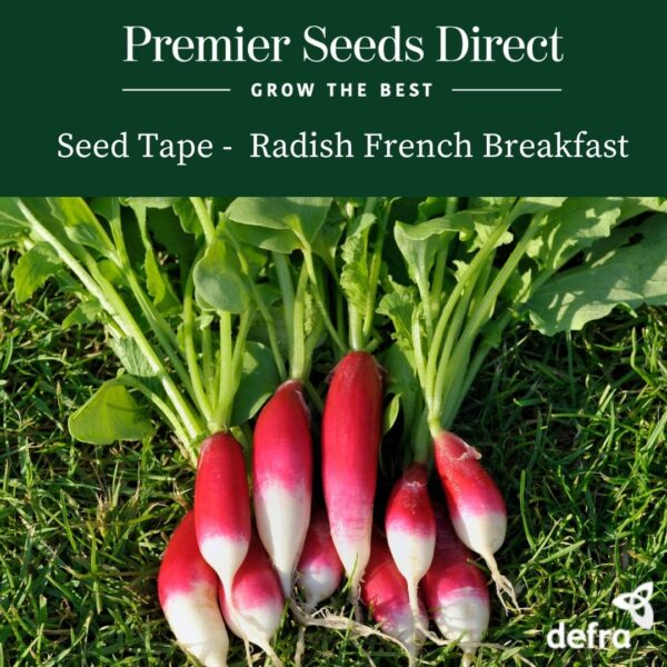 Radish - French Breakfast Seed Tape 6M (3X2M) ~ Approx 300 Seeds
