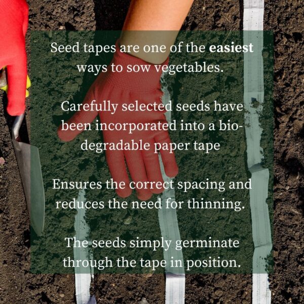 Carrot - Nantes Seed Tape 6M (3X2M) ~ Approx 600 Seeds - Image 3