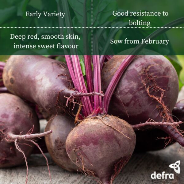 Beetroot Boltardy - Seed Tape  6M (3X2M) ~ Approx 300 Seeds - Image 2