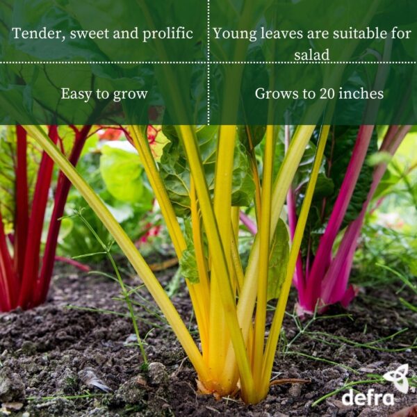 Swiss Chard - Rainbow Mix Seed Tape 6M (3X2M) ~ Approx 300 Seeds - Image 2