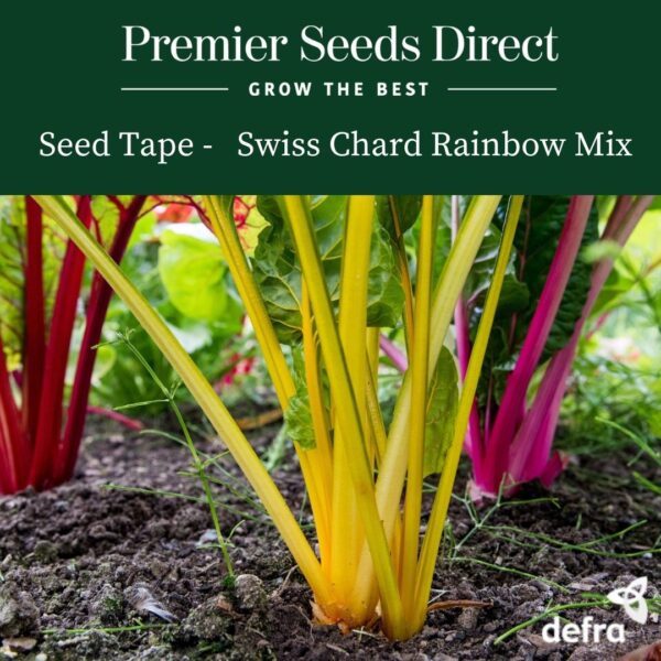 Swiss Chard - Rainbow Mix Seed Tape 6M (3X2M) ~ Approx 300 Seeds