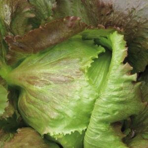 Lettuce Crisphead - Iceberg