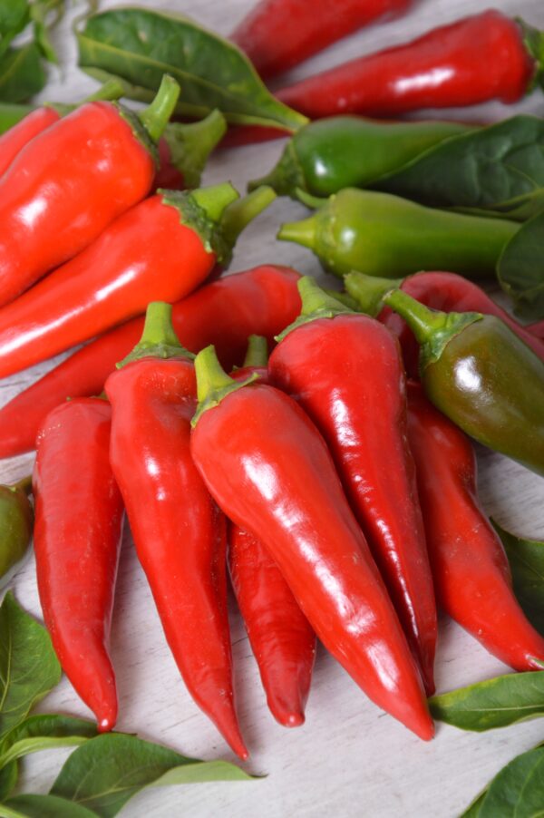 HOT CHILLI PEPPER CYKLON