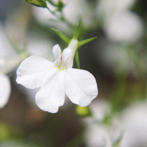 Lobelia Cascade White