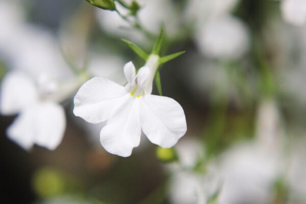 Lobelia Cascade White