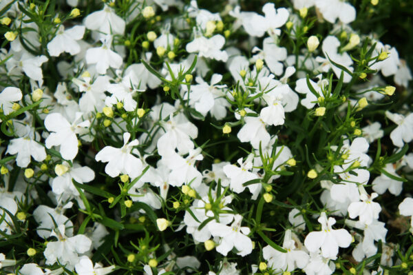 Lobelia Cascade White - Image 2