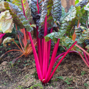 Swiss Chard - Magenta Sunset