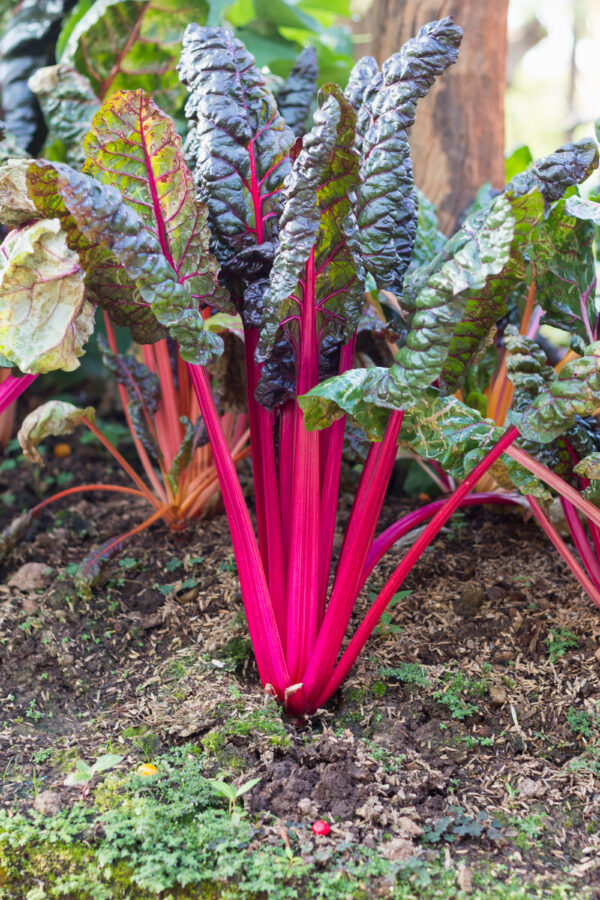 Swiss Chard - Magenta Sunset
