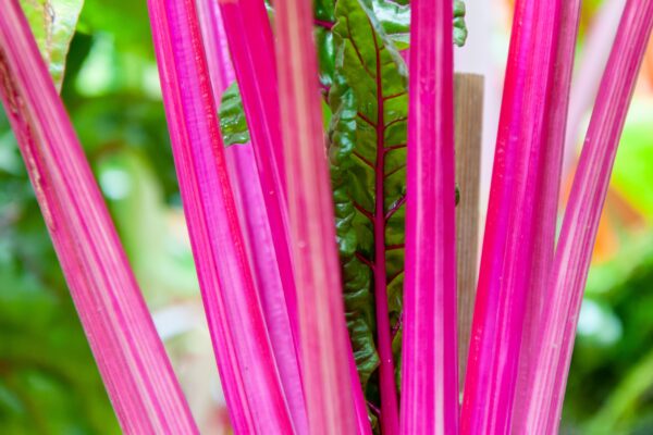 Swiss Chard - Magenta Sunset - Image 2