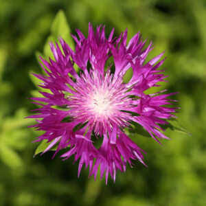 Corn Flower - Dealbata