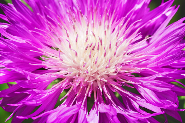Corn Flower - Dealbata - Image 2