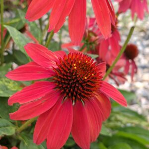 Echinacea - Coneflower Red In Shades