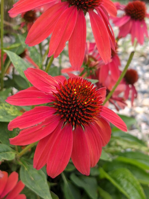Echinacea - Coneflower Red In Shades