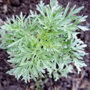 Herb - Wormwood - Artemisia Absinthium