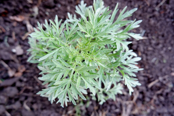 Herb - Wormwood - Artemisia Absinthium