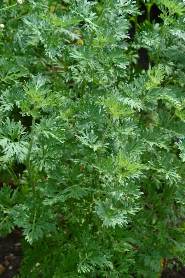 Herb - Wormwood - Artemisia Absinthium - Image 2