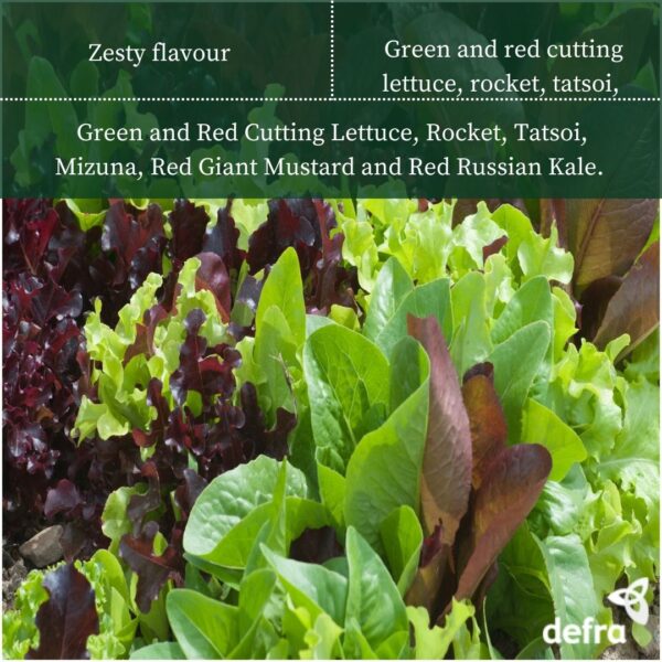 Lettuce Baby Mixed Leaf - Mesclun Mix Seed Tape 6M (3X2M) ~ APPROX 540 SEEDS - Image 2