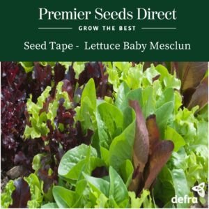 Lettuce Baby Mixed Leaf - Mesclun Mix Seed Tape 6M (3X2M) ~ APPROX 540 SEEDS