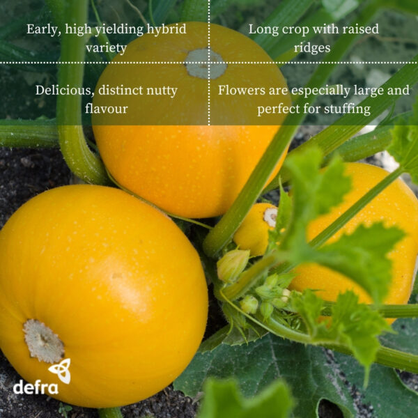 Courgette Midas F1 - Image 2
