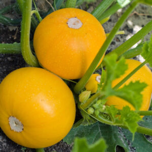 Courgette Midas F1