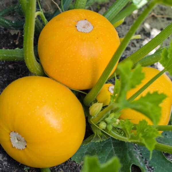 Courgette Midas F1