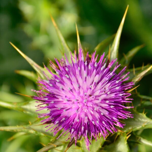 Milk Thistle - SILYBUM MARIANUM - Image 2