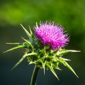 Milk Thistle - SILYBUM MARIANUM