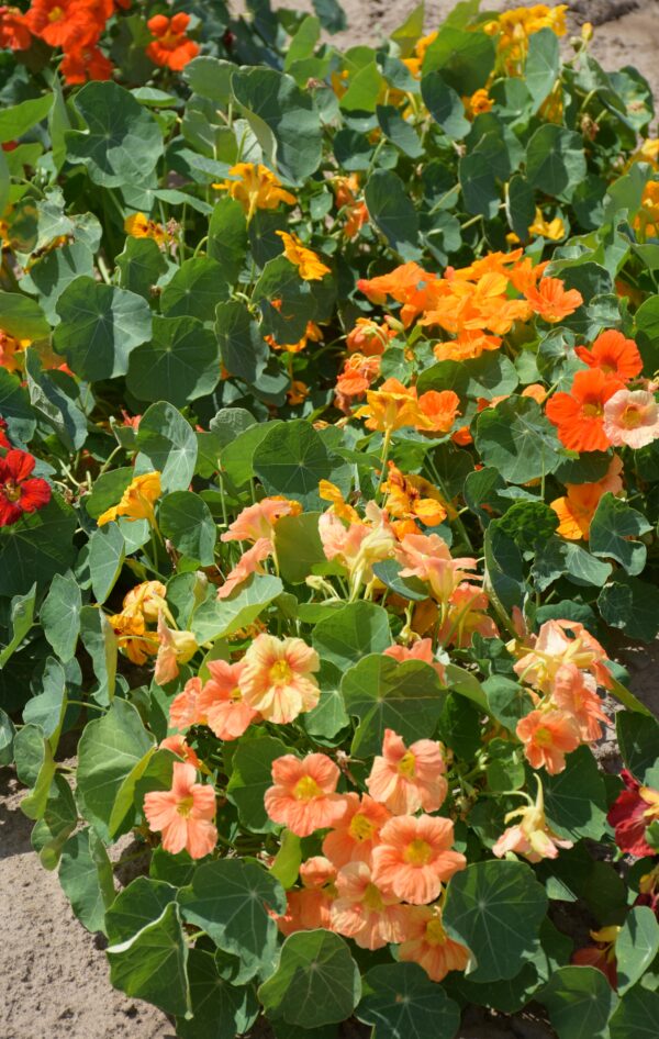 Organic Nasturtium Tom Thumb