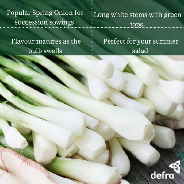 Onion - White Lisbon Seed Tape 6M (3X2M) ~ Approx 300 Seeds - Image 2