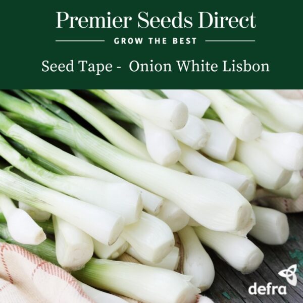Onion - White Lisbon Seed Tape 6M (3X2M) ~ Approx 300 Seeds
