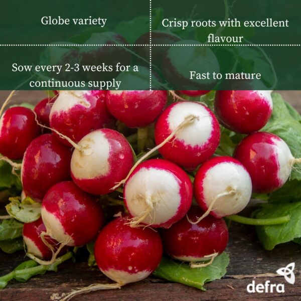 Radish - Sparkler Seed Tape 6M (3X2M) ~ Approx 540 seeds - Image 2