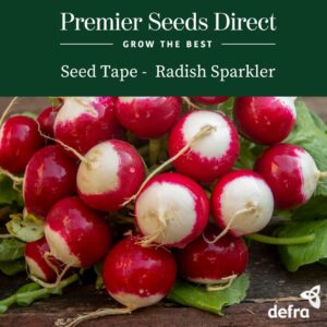 Radish - Sparkler Seed Tape 6M (3X2M) ~ Approx 540 seeds