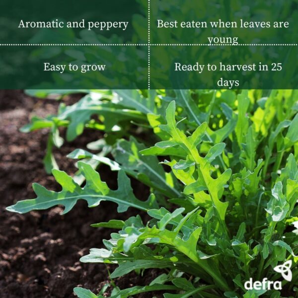 Rocket Cultivated Seed Tape 6M (3X2M) ~ Approx 600 Seeds - Image 2