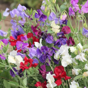 Organic Sweet Pea – Spencer Mix