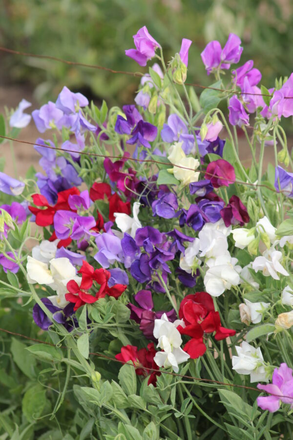 Organic Sweet Pea – Spencer Mix