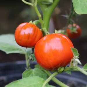 Aubergine Turkish Orange