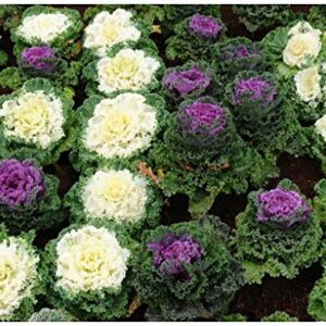 Kale - Ornamental Fringed Mix Brassica Oleracea