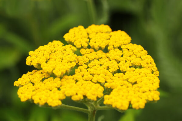 Achillea - Filipendulina Cloth Of Gold