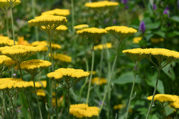 Achillea - Filipendulina Cloth Of Gold - Image 2