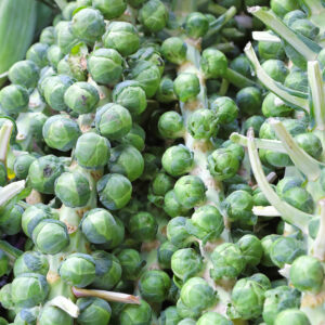 Brussel Sprout Evesham Special