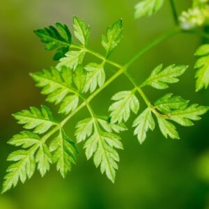 Herb - Chervil Common
