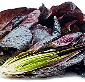 Lettuce RED Romaine COS
