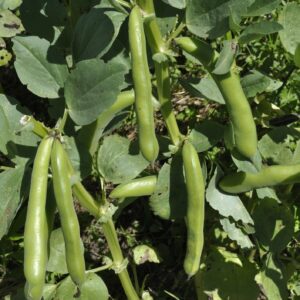 Broad Bean Witkiem