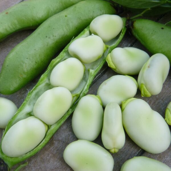 Broad Bean Witkiem - Image 2