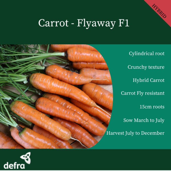 Carrot Flyaway F1 - Image 2