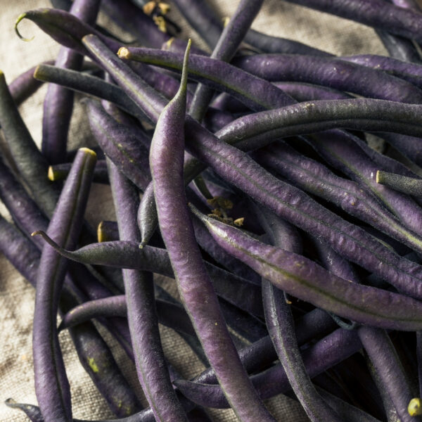 French Climbing Bean A Cosse Violette - Image 2