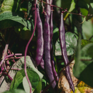 French Climbing Bean A Cosse Violette